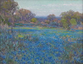 Un campo de Blue Bonnets, luz de la tarde